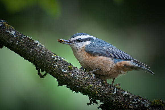 Red Breasted Nuthatch with Lady Bug